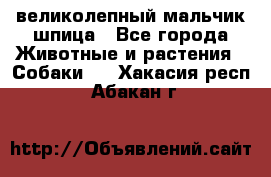 великолепный мальчик шпица - Все города Животные и растения » Собаки   . Хакасия респ.,Абакан г.